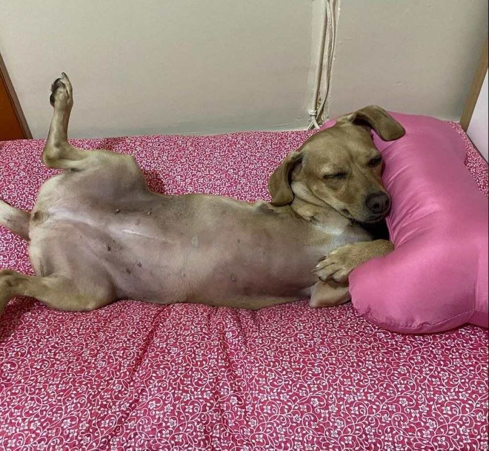 A limpeza correta do cantinho do pet ajuda a mantê-lo saudável