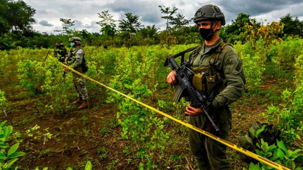 Exército quer combater o plantio de cocaína no lado brasileiro da