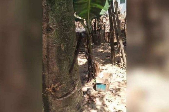 (crédito: Polícia Militar/Divulgação) (crédito: Polícia Militar/Divulgação)