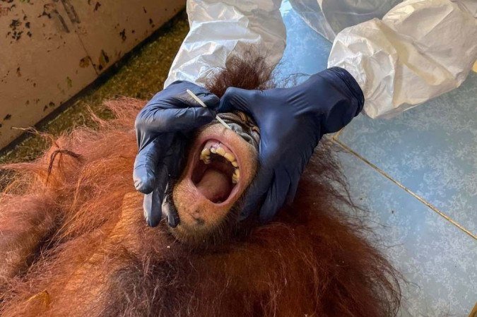 (crédito: Handout / MALAYSIA'S SABAH WILDLIFE DEPARTMENT / AFP) (crédito: Handout / MALAYSIA'S SABAH WILDLIFE DEPARTMENT / AFP)