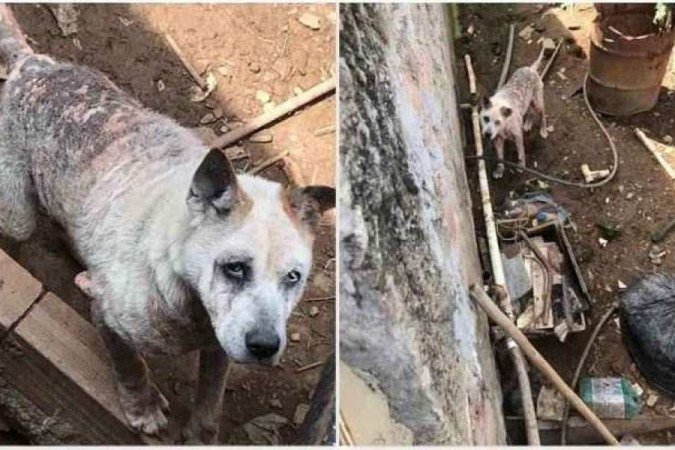  (crédito: Animal foi resgatado em local insalubre em Juiz de Fora, na Zona da Mata (foto: PMMG/Divulgação))