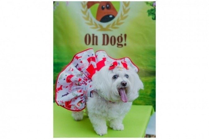 Cadelinha usa vestido da marca Oh Dog, da estilista de pets Eliane Raye