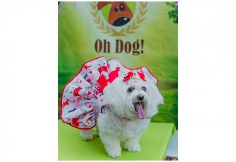 Cadelinha usa vestido da marca Oh Dog, da estilista de pets Eliane Raye