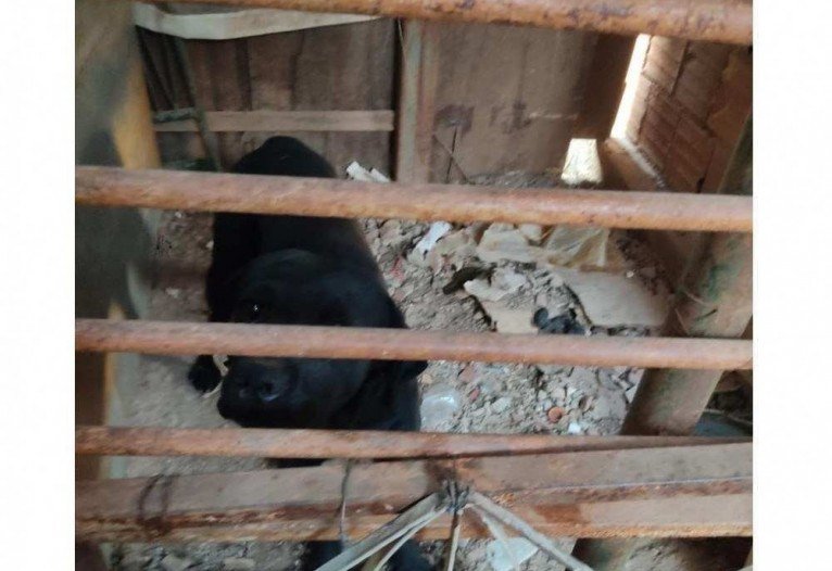Policiais acharam um cachorro preso em cubículo quente e sem ventilação, em Arniqueira