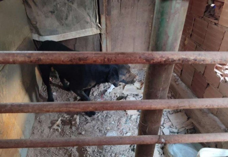 Policiais acharam um cachorro preso em cub&iacute;culo quente e sem ventila&ccedil;&atilde;o, em Arniqueira