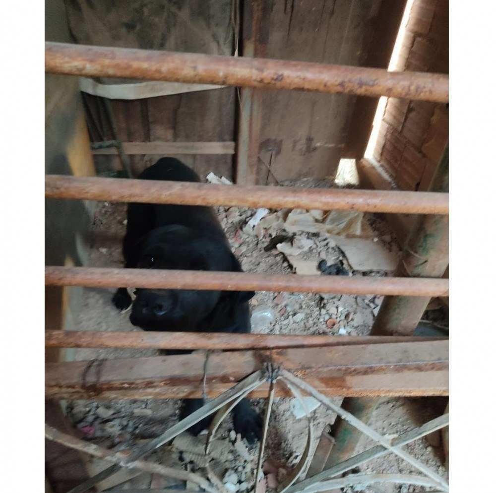 Com pandemia, crescem denúncias de maus tratos a animais nos últimos anos