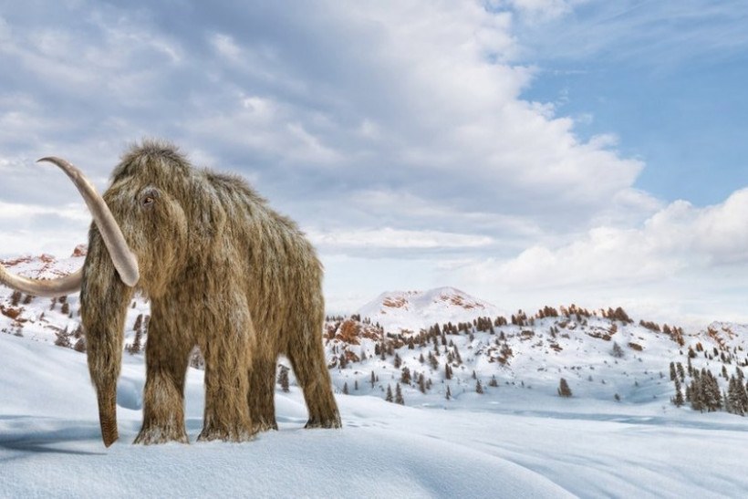 É possível 'ressuscitar' os mamutes para combater as mudanças climáticas?