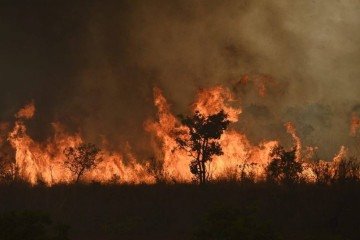 Fogo descontrolado ameaça flora e fauna nativas em áreas de preservação no DF -  (crédito: Minervino Júnior/CB/D.A.Press)
