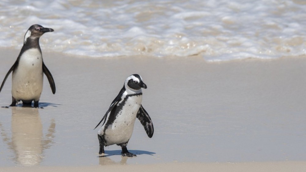 Pinguins ameaçados de extinção são mortos por enxame de abelhas