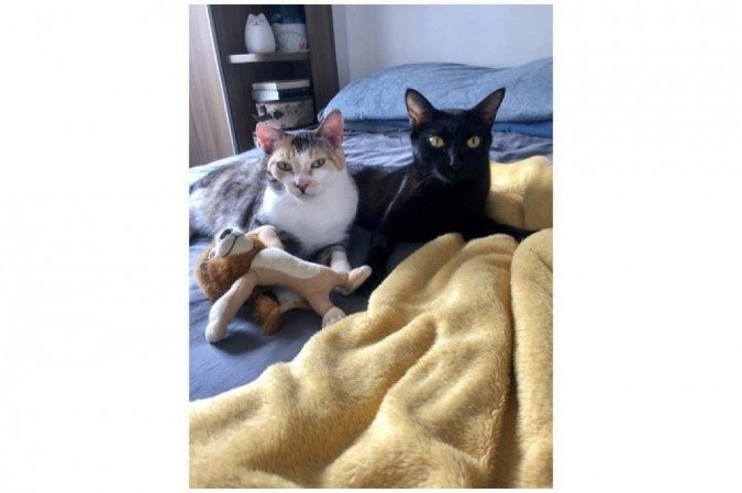 Aslam e Maria conviveram em harmonia até a morte do primeiro felino adotado por Evana -  (crédito: Arquivo Pessoal)