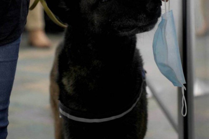 Cães farejam o novo coronavírus por meio do suor deixado na máscara
