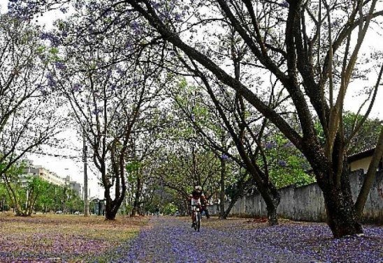 Ed Alves/CB/D.A Press