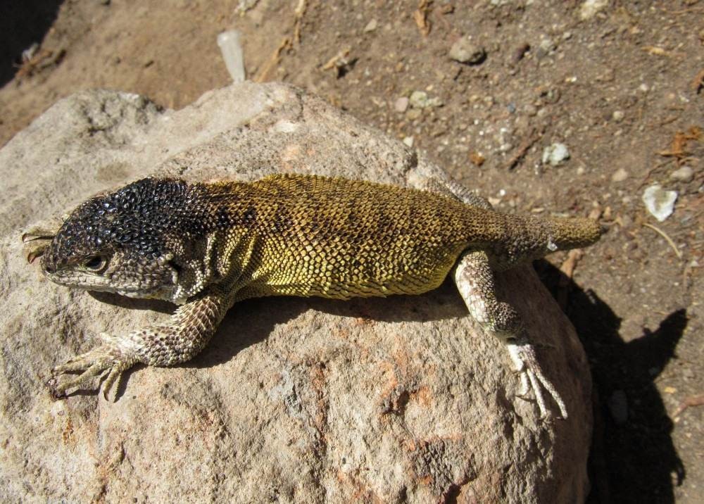 Cientistas descobrem nova espécie de lagarto no sul do Peru