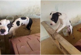 Ossos à mostra: homem que deixou cachorro passar fome é preso