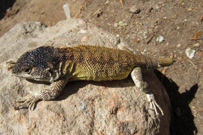  (crédito: SERNANP / AFP)