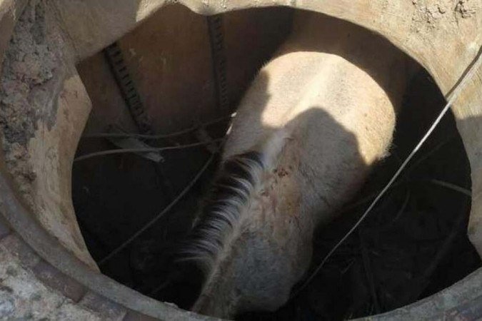 Bombeiros usaram um munck para puxar o cavalo que caiu em buraco de cerca de 2,5m de profundidade - (crédito: Corpo de Bombeiros/Divulgação) Bombeiros usaram um munck para puxar o cavalo que caiu em buraco de cerca de 2,5m de profundidade - (crédito: Corpo de Bombeiros/Divulgação)