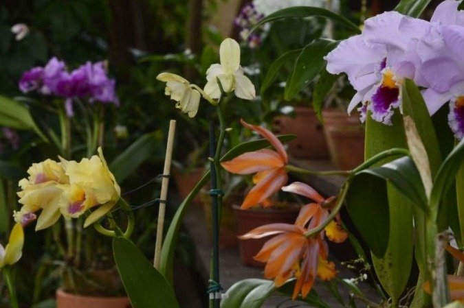 Evento vai oferecer cursos de cultivo de orquídeas  -  (crédito: Ed Alves/CB/D.A Press)