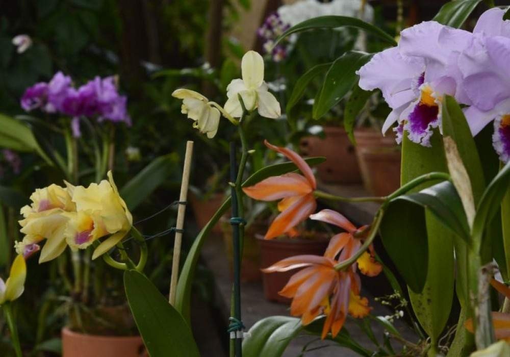 Exposição de orquídeas terá flores a preços promocionais no DF