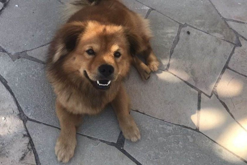 Petshop perde cão durante banho e tosa; tutora oferece recompensa