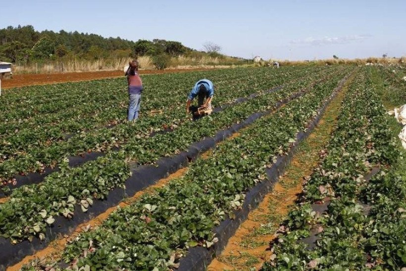 Brasil é importante produtor de alimentos e tem capacidade para prover demanda interna