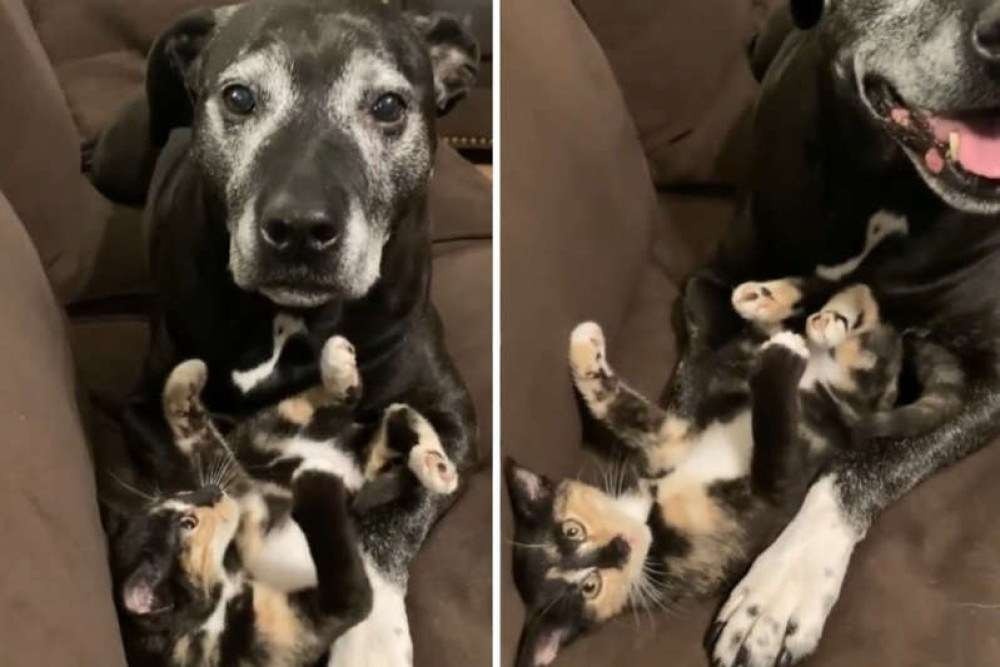 Cachorro 'adota' gata e vídeo super fofo conquista o coração dos