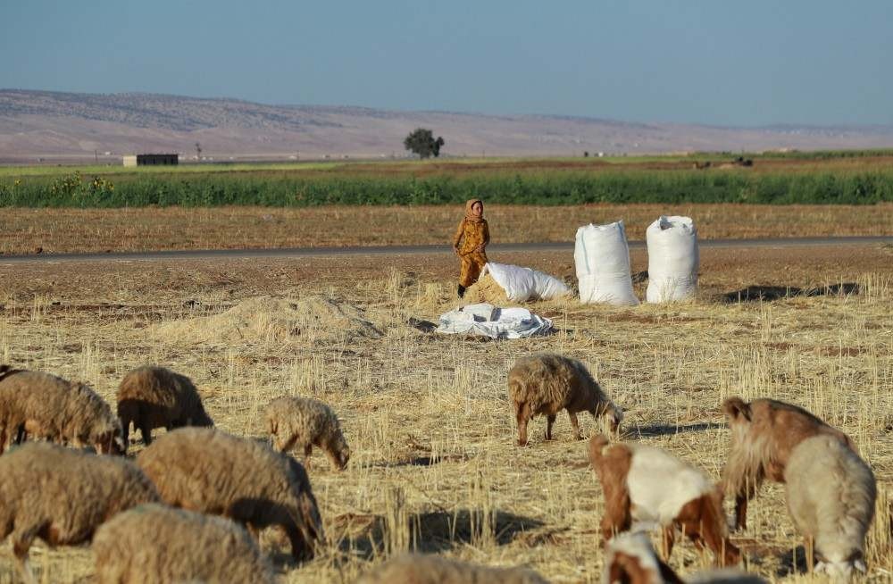 Período de seca assola colheita de trigo no nordeste da Síria