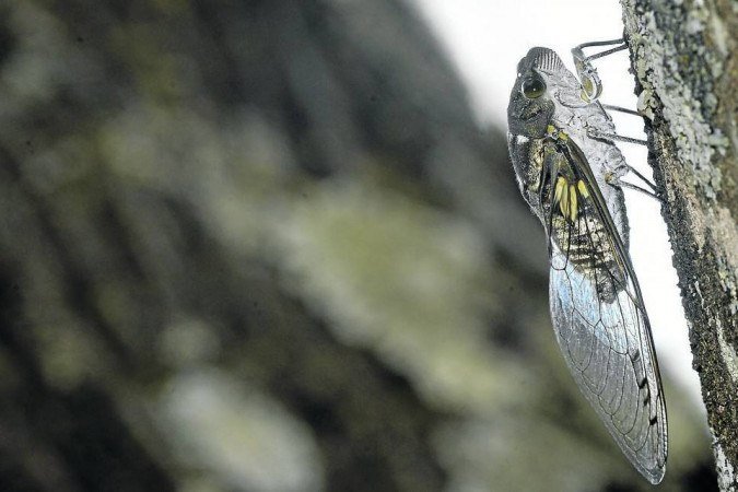  (crédito: Marcelo Ferreira/CB/D.A Press)