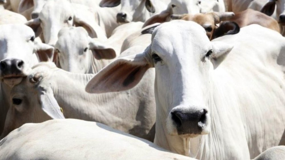 EUA debatem lei que pode barrar US$500 milhões em carne, couro e outros itens do Brasil