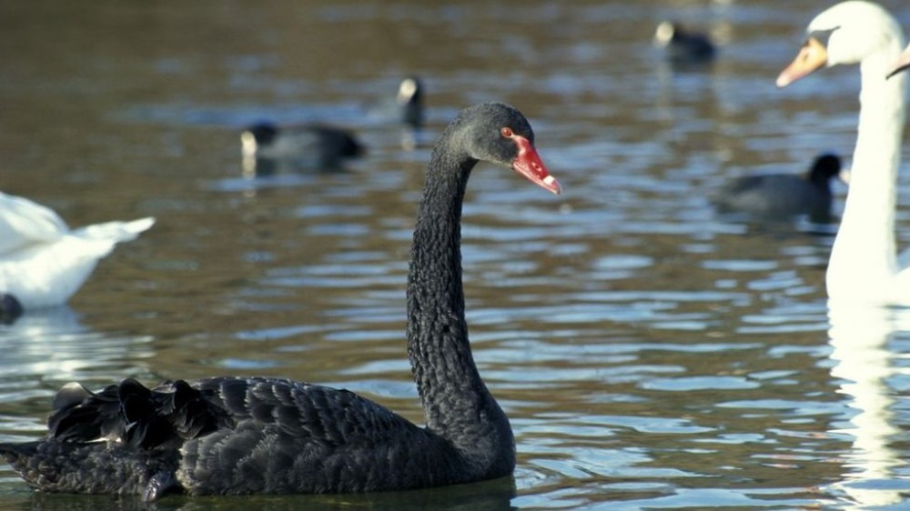 Como ciência tenta prever os eventos 'cisnes negros'