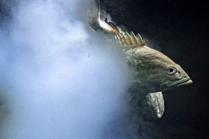 (crédito: Laurent Ballesta/WPY) (crédito: Laurent Ballesta/WPY)