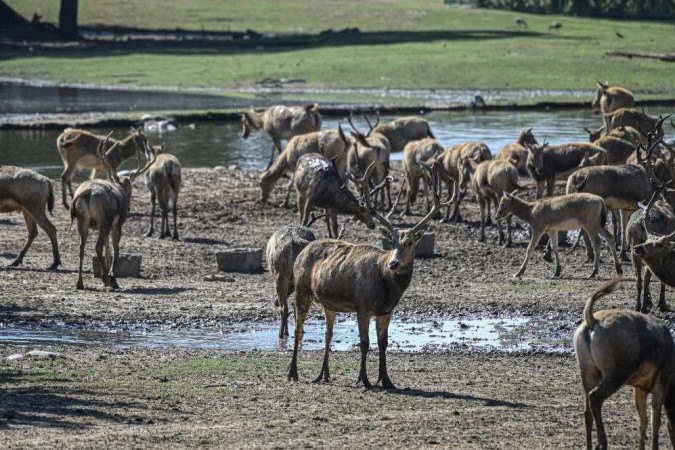  (crédito: Jade GAO / AFP)