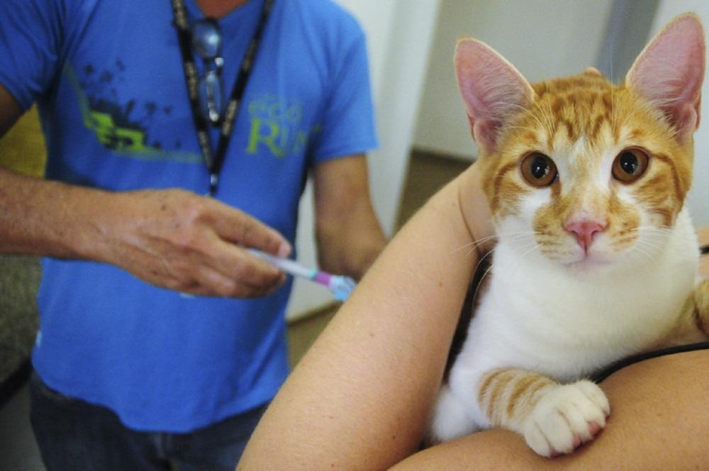 Confira os pontos de vacinação contra a raiva para pets em Ceilândia