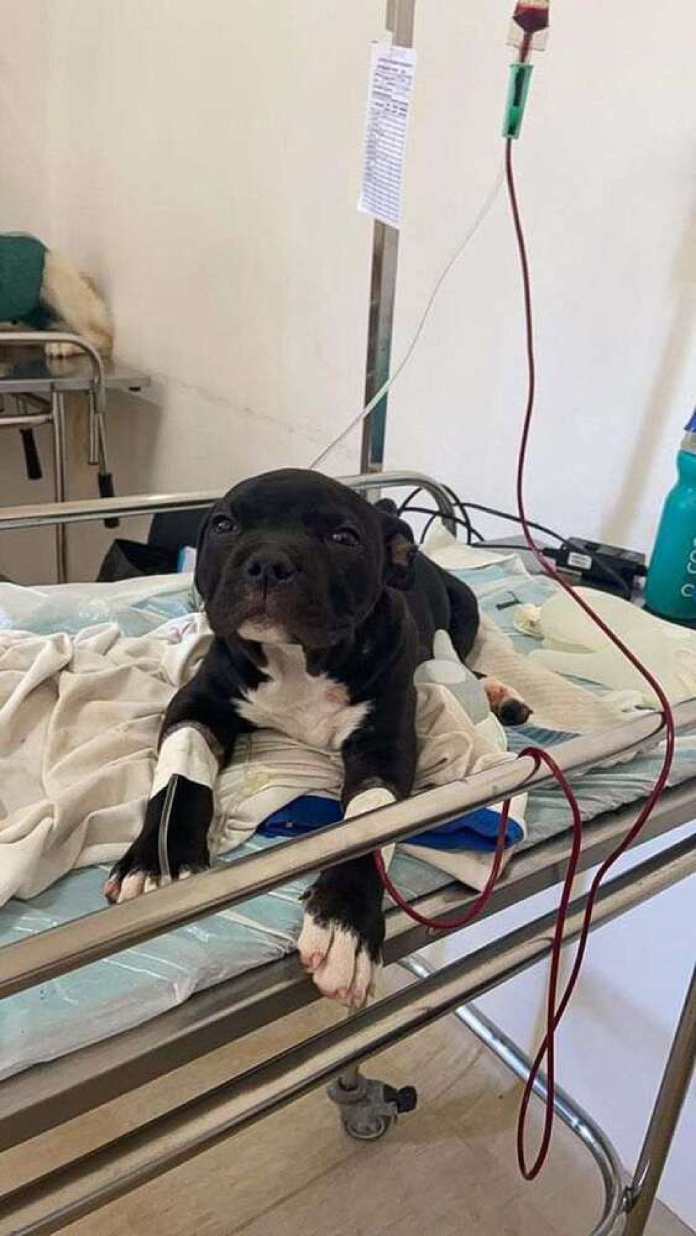 Cachorro doando sangue no Hvep: processo não faz mal ao doador e pode salvar vidas 