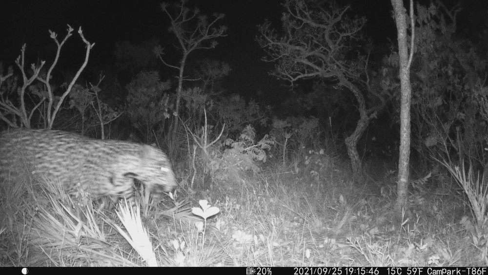 Onça-pintada foi avistada no Parque Nacional de Brasília
