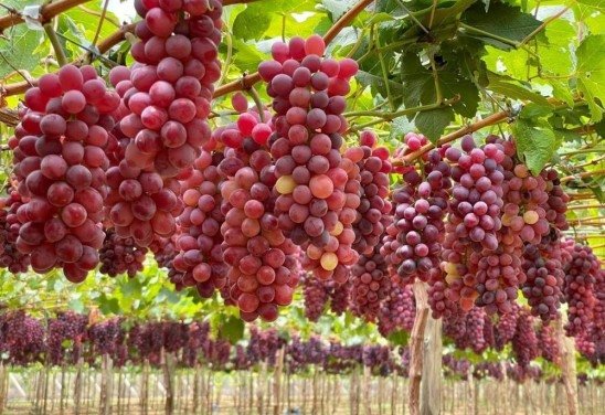 Embrapa/ divulgação