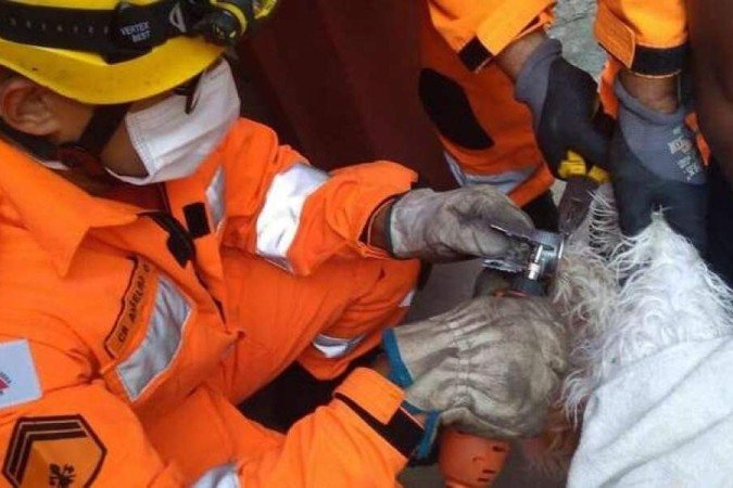 Bombeiros ajudam cadelinha -  (crédito: Corpo de Bombeiros/ divulgação)