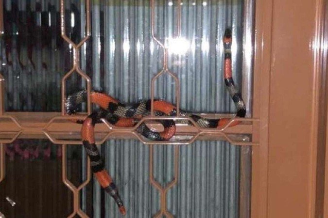 Cobra na porta impedia entrada dos moradores - (crédito: Divulgação/Corpo de Bombeiros) Cobra na porta impedia entrada dos moradores - (crédito: Divulgação/Corpo de Bombeiros)