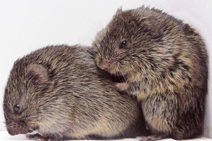 Essa espécie é a mesma estudada pela universidade de Emory, nos EUA, onde foi possível saber que eles sentem empatia -  (crédito: Emory University/Divulgação)