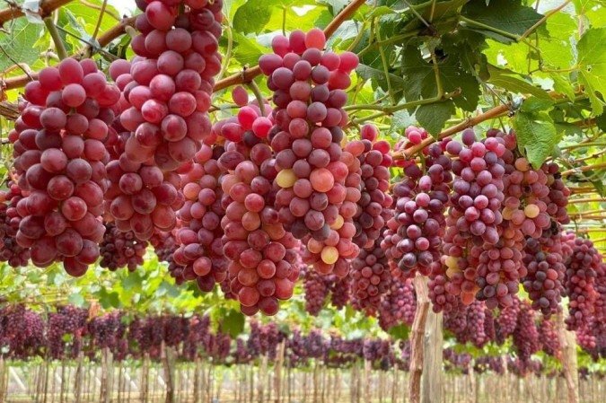  (crédito: Embrapa/ divulgação )