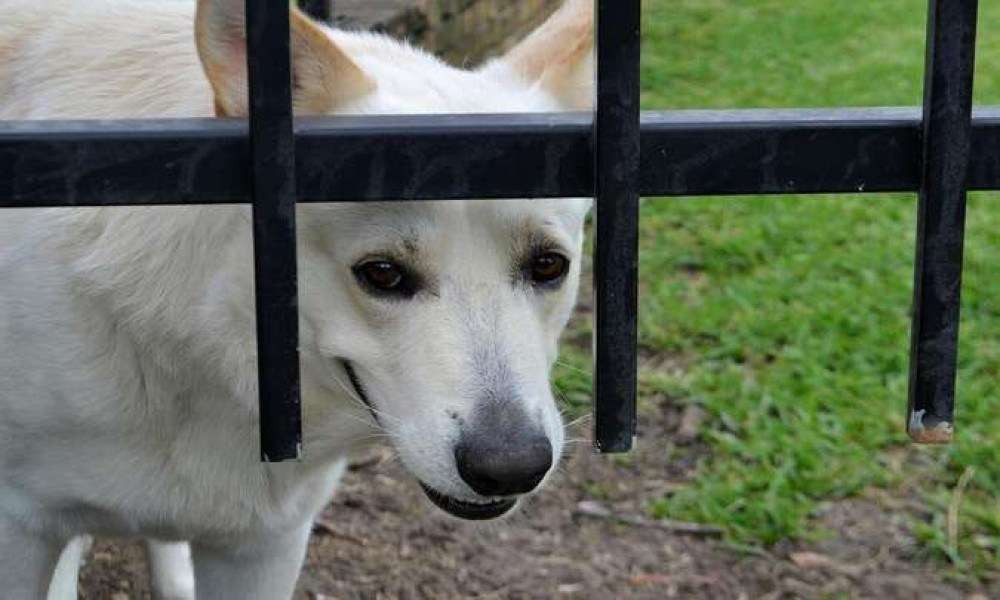 Vereadores de Belo Horizonte aprovam proibição de tatuagem em animais