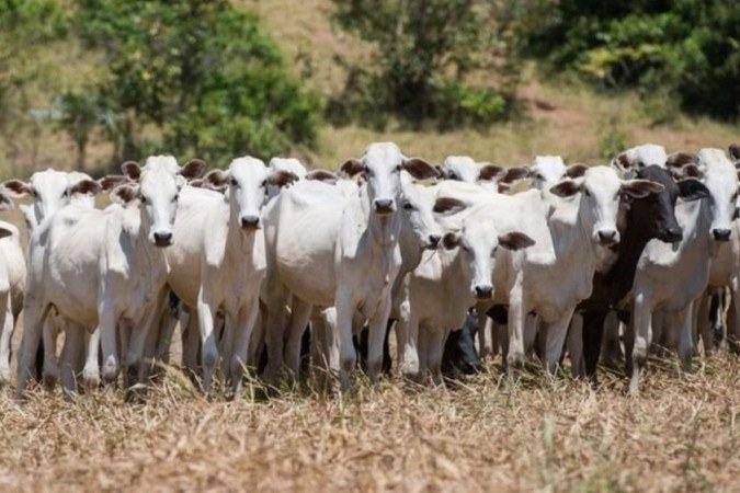 COP26: As Críticas Do Brasil A Relatório Da ONU Crucial Para ...