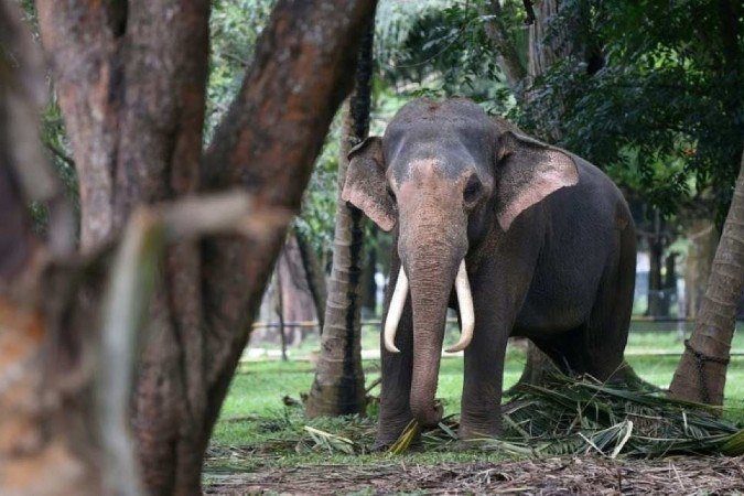 Os guardas florestais encontraram o telefone celular do homem, que foi entregue à polícia para facilitar a busca dos outros caçadores ilegais -  (crédito: AFP)