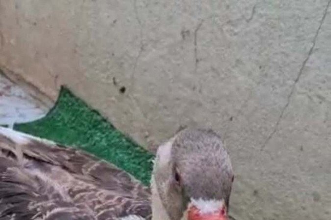 Gansa Alice após cirurgia