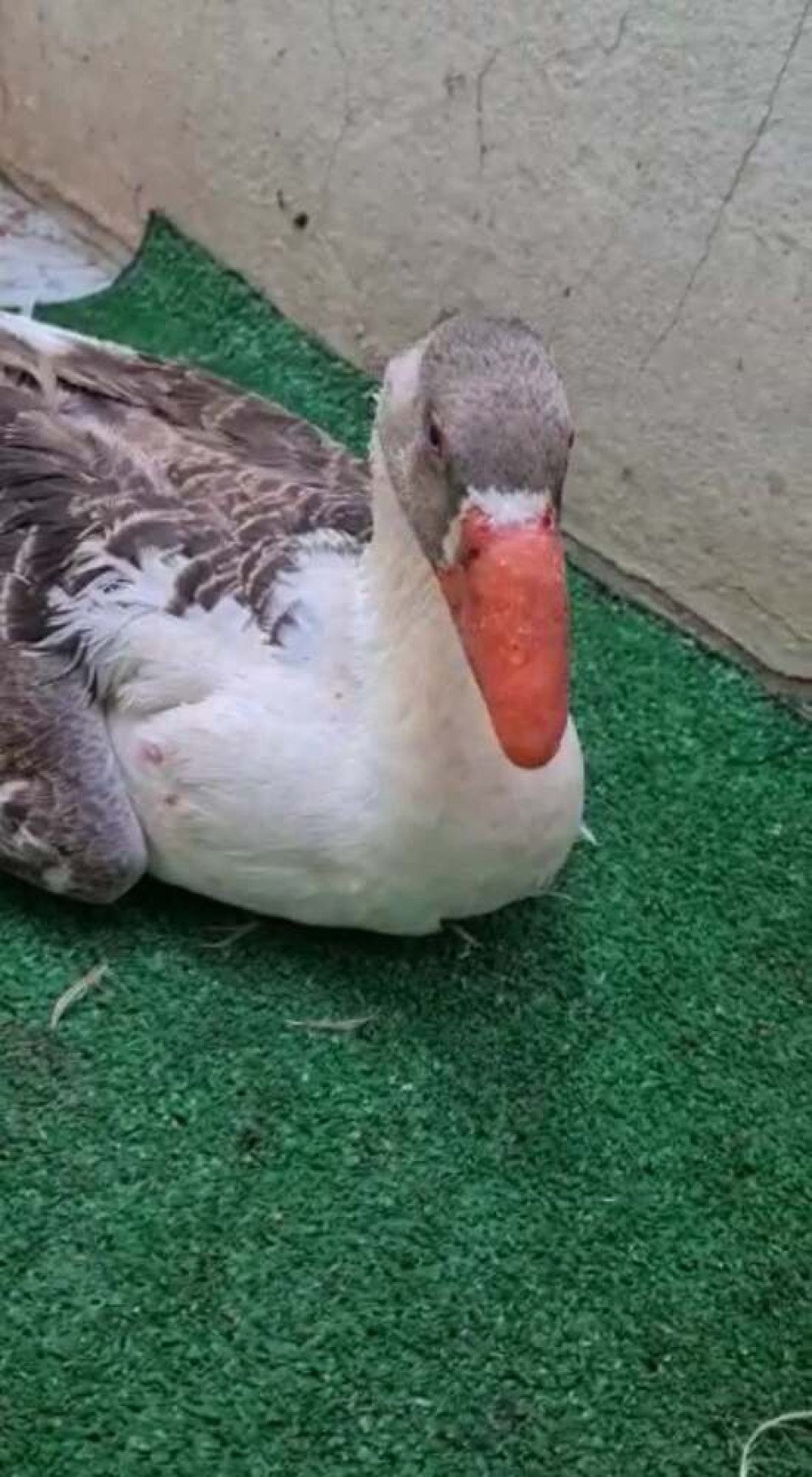 Gansa Alice após cirurgia