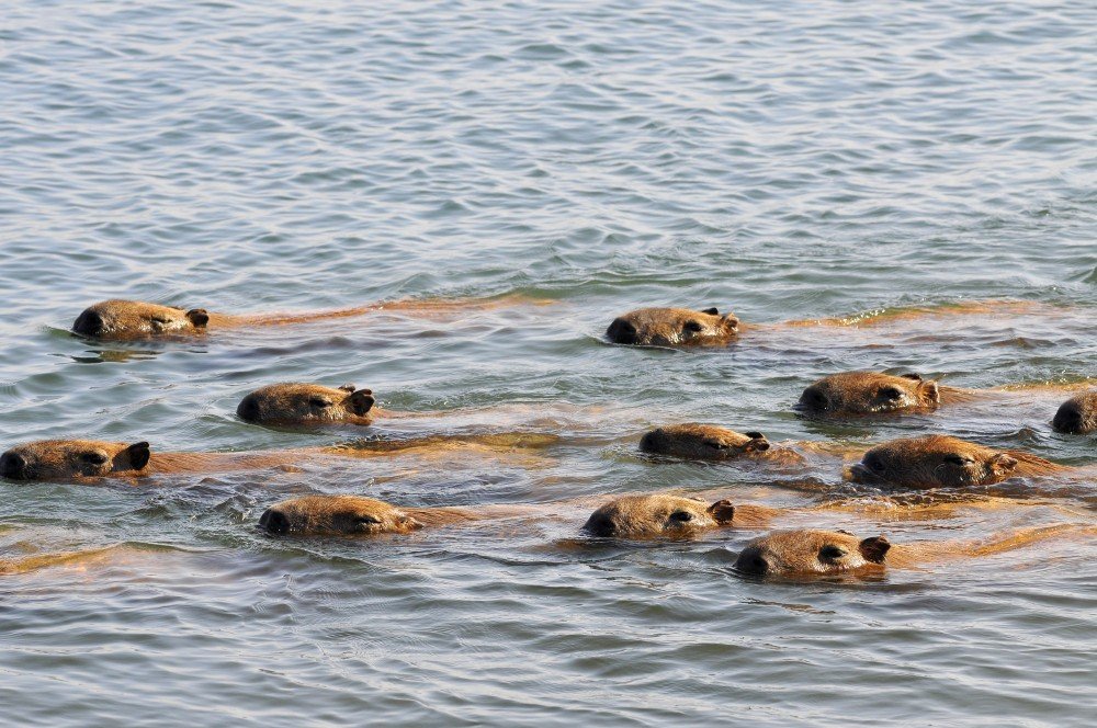 Capivaras no Lago Parano..