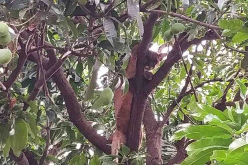 Onça é encontrada em árvore no quintal de casa; veja vídeo 