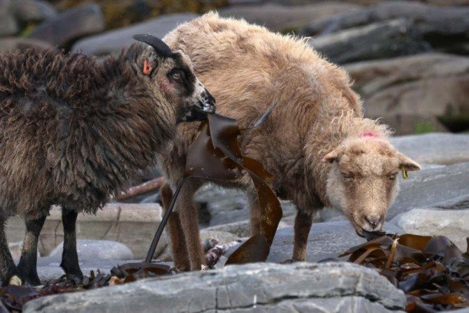  (crédito: Adrian DENNIS / AFP)