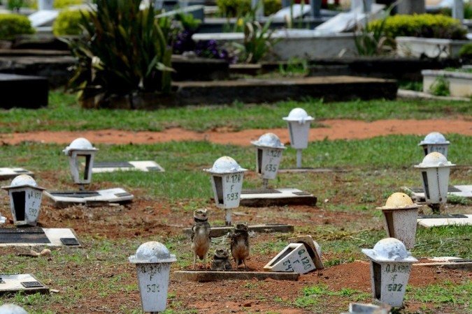 27/10/2021 Crédito: Marcelo Ferreira/CB/D.A Press. Brasil. Brasilia - DF Cemitério Campo da Esperança em Taguatinga, preparativos para o dia dos finados. Descaso e abandono. Família de corujas faz minho dentro de túmulo.