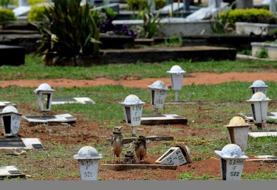 27/10/2021 Crédito: Marcelo Ferreira/CB/D.A Press. Brasil. Brasilia - DF Cemitério Campo da Esperança em Taguatinga, preparativos para o dia dos finados. Descaso e abandono. Família de corujas faz minho dentro de túmulo.