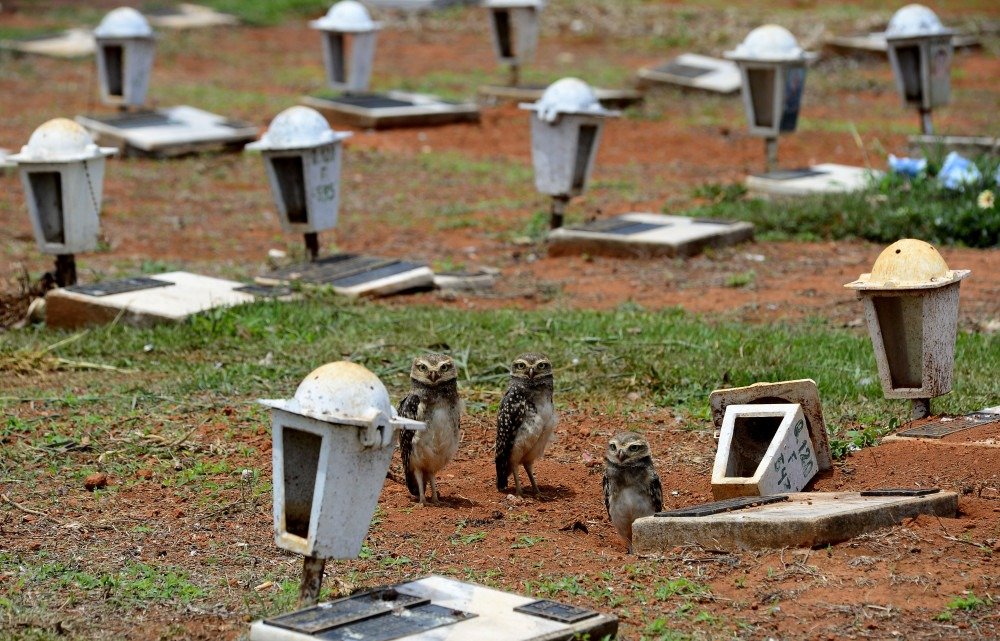 27/10/2021 CrÃ©dito: Marcelo Ferreira/CB/D.A Press. Brasil. Brasilia - DF CemitÃ©rio Campo da EsperanÃ§a em Taguatinga, preparativos para o dia dos finados. Descaso e abandono. FamÃ­lia de corujas faz minho dentro de tÃºmulo.